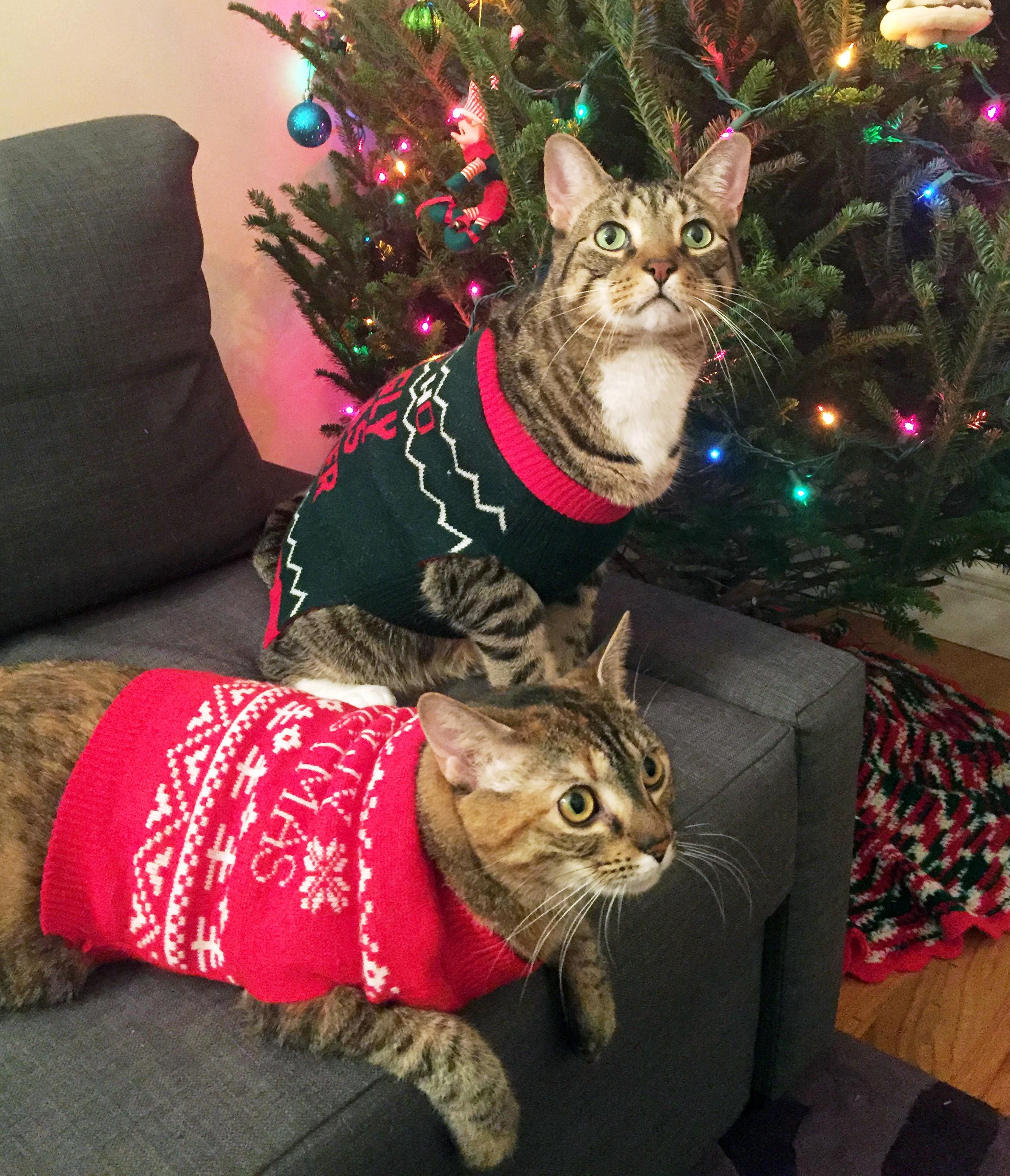 christmas sweater for cats petsmart